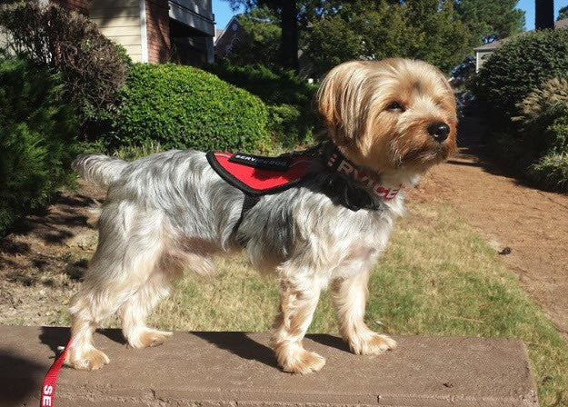 Emotional Support Animal Vest - Image 6